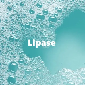 Lipase